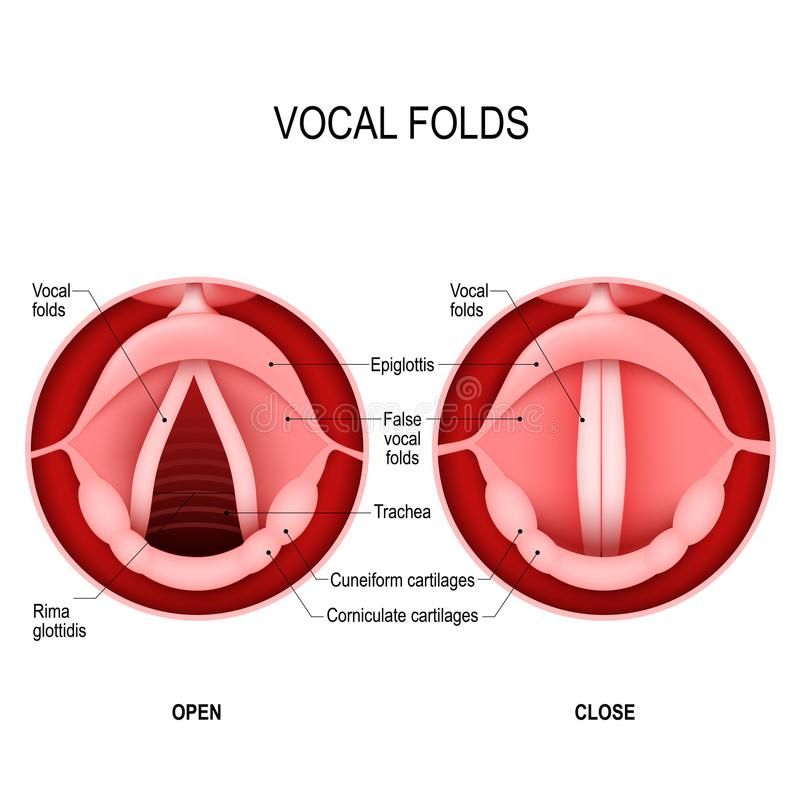 common license picture, stock picture, showing the anatomy of vocal folds, chords, false chords, epiglottis